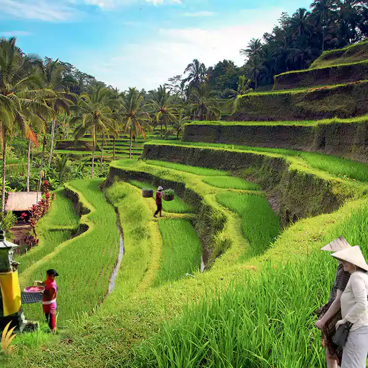 A day as an organic farmer in Bali