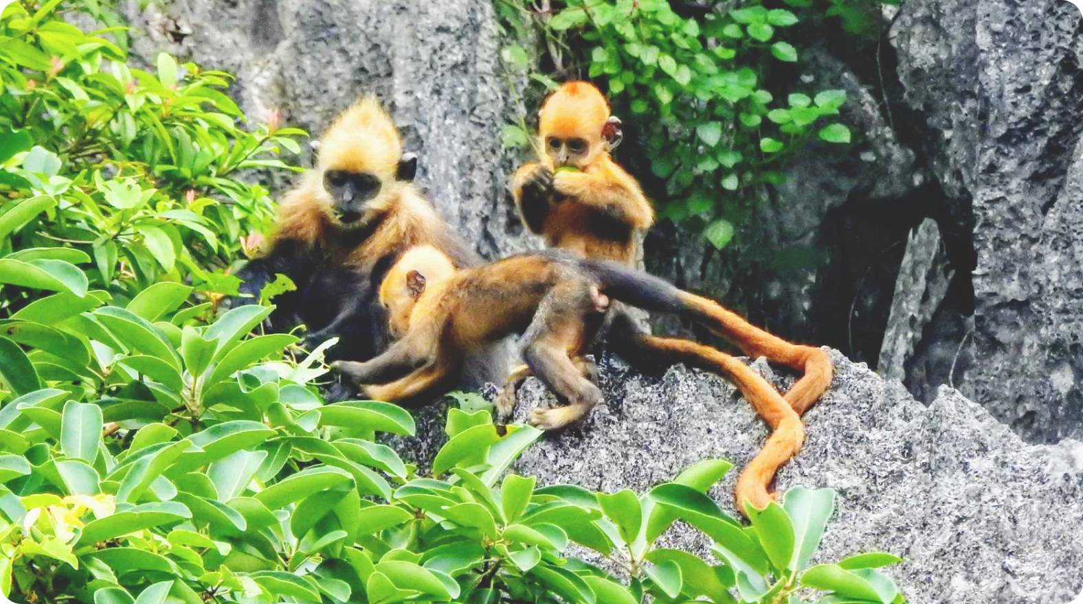 36% increase in new-born langurs in Cat Ba Langur Conservation Project