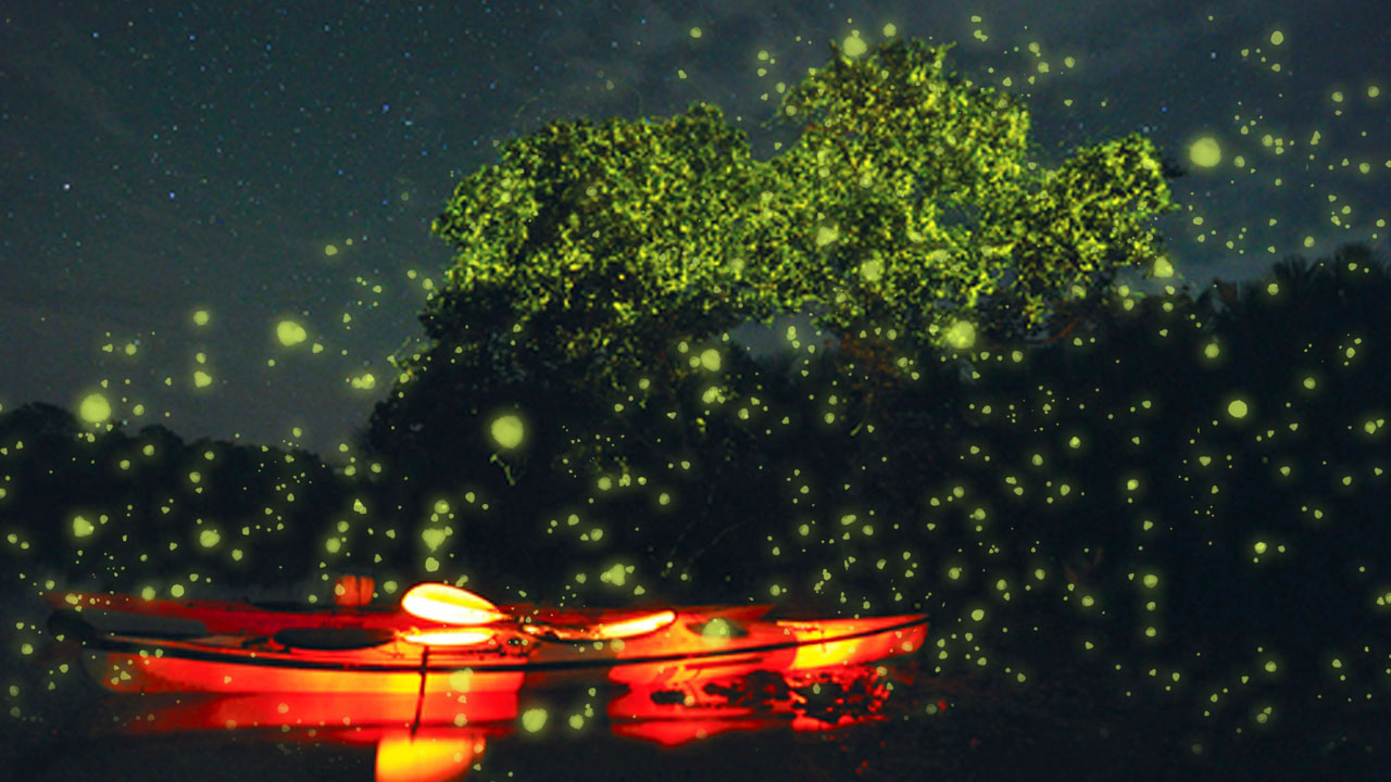 Firefly kayaking tour in Bohol Island