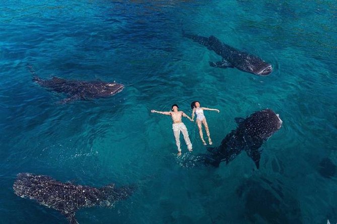 Swimming with the Whale shark