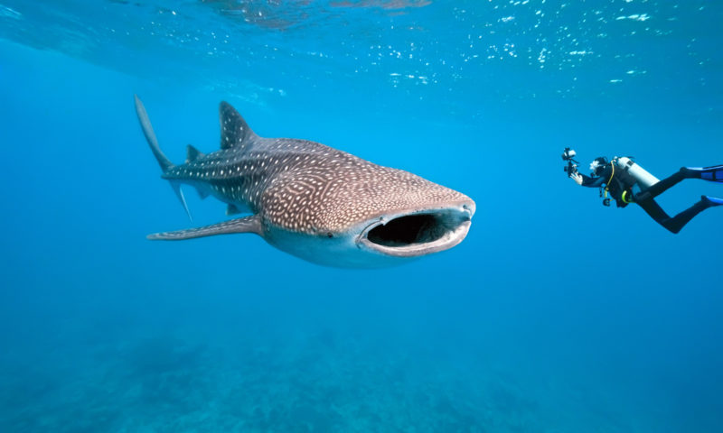 Swimming with the Whale shark