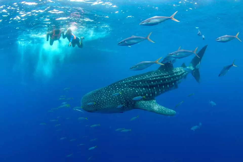 Swimming with the Whale shark