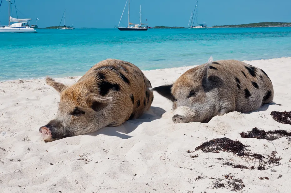 Pig Island & Snorkelling by longtail boat