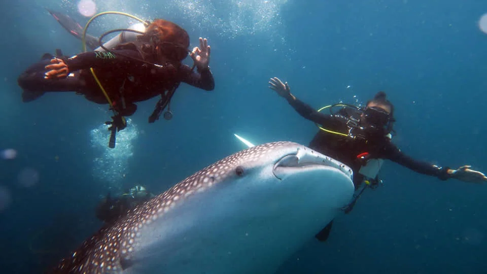 Swimming with the Whale shark